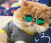 Pet Glasses  Cat Sunglasses  Pet Accessories Cat Glasses
